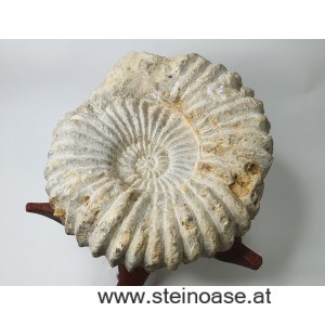 Ammonite versteinert 